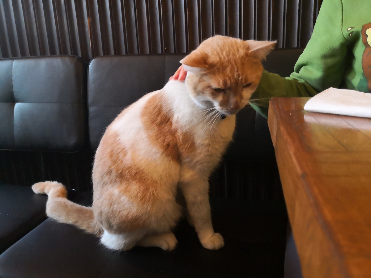 Friendly pub cat. Cafe Martinot, Amsterdam